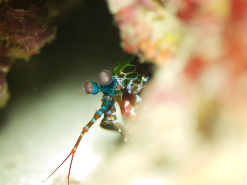 Mantis Shrimp